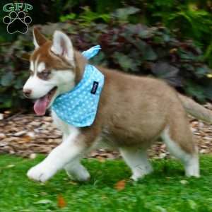 Chief, Siberian Husky Puppy