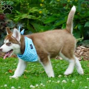 Chief, Siberian Husky Puppy