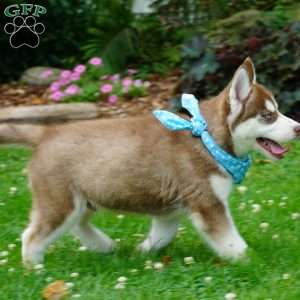 Chief, Siberian Husky Puppy