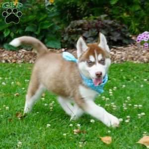 Chief, Siberian Husky Puppy