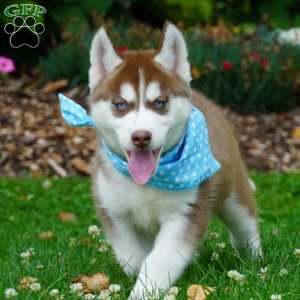 Chief, Siberian Husky Puppy