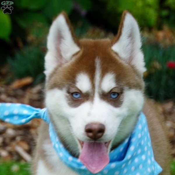 Chief, Siberian Husky Puppy