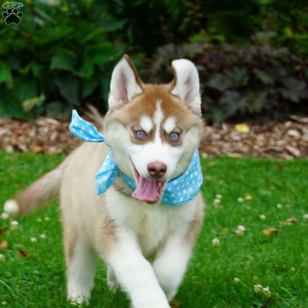 Copper, Siberian Husky Puppy