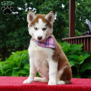 River, Siberian Husky Puppy