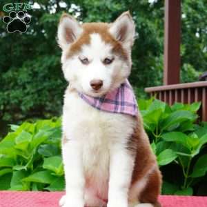 River, Siberian Husky Puppy