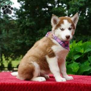 River, Siberian Husky Puppy