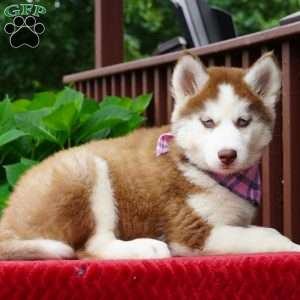 River, Siberian Husky Puppy