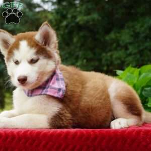 River, Siberian Husky Puppy