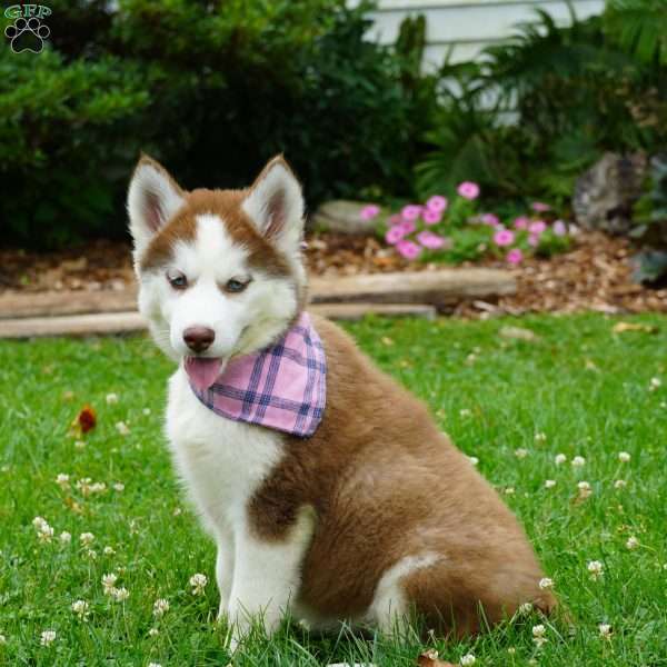 River, Siberian Husky Puppy