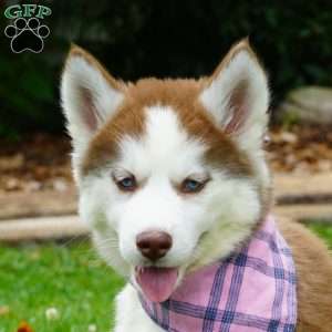 River, Siberian Husky Puppy