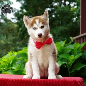 Bella, Siberian Husky Puppy