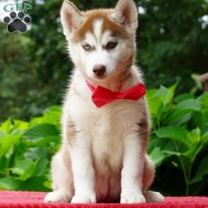 Bella, Siberian Husky Puppy