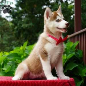 Bella, Siberian Husky Puppy