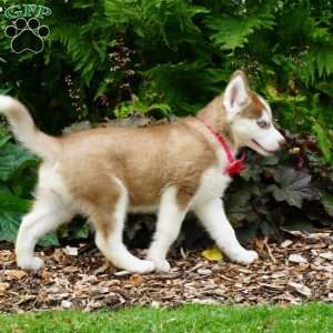 Bella, Siberian Husky Puppy