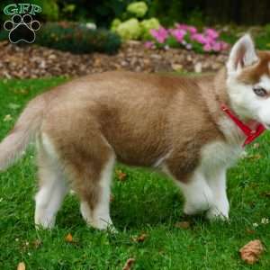 Bella, Siberian Husky Puppy