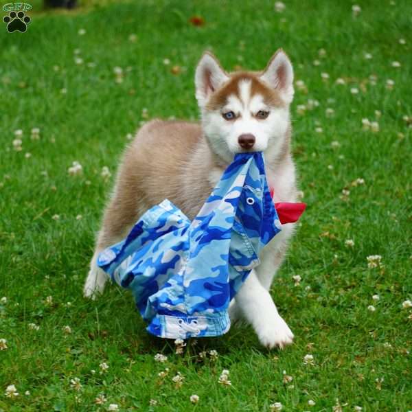 Bella, Siberian Husky Puppy