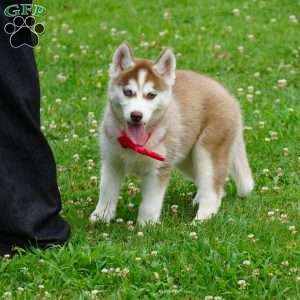Bella, Siberian Husky Puppy
