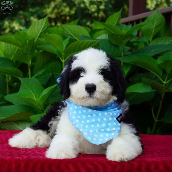 Oreo, Sheepadoodle Puppy