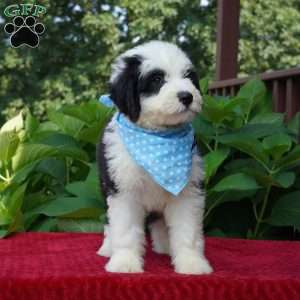 Oreo, Sheepadoodle Puppy