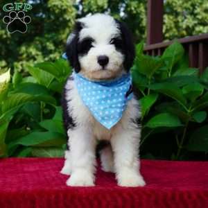Oreo, Sheepadoodle Puppy