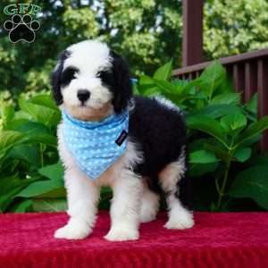 Oreo, Sheepadoodle Puppy