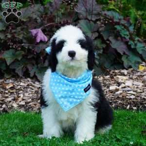 Oreo, Sheepadoodle Puppy