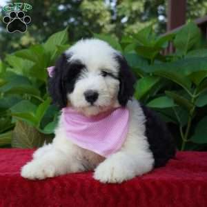 Ava, Sheepadoodle Puppy