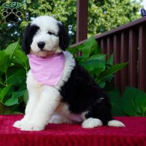 Ava, Sheepadoodle Puppy