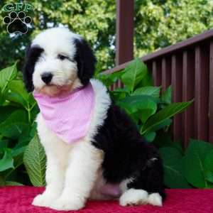Ava, Sheepadoodle Puppy
