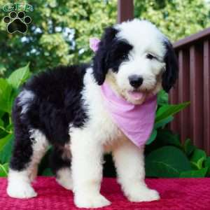 Ava, Sheepadoodle Puppy