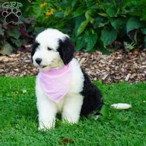Ava, Sheepadoodle Puppy
