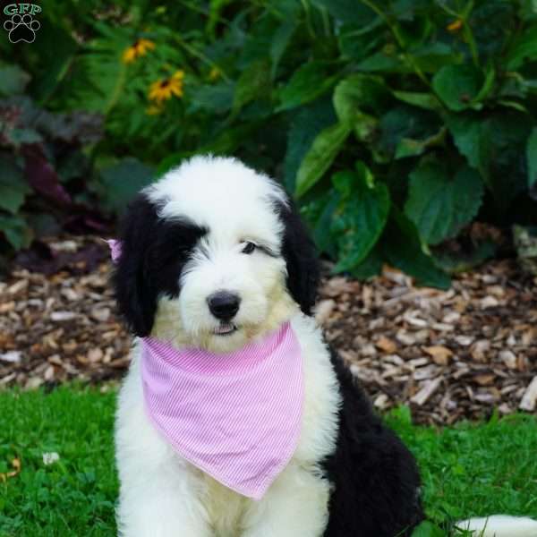 Ava, Sheepadoodle Puppy