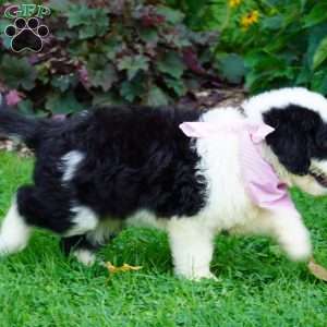 Ava, Sheepadoodle Puppy