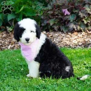 Ava, Sheepadoodle Puppy