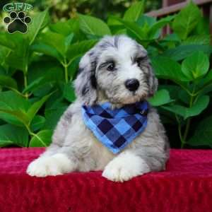 Blaze, Sheepadoodle Puppy