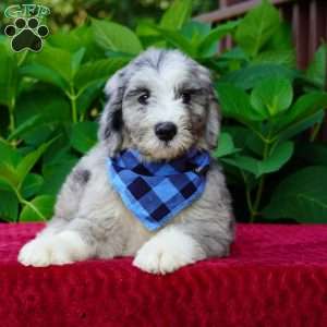 Blaze, Sheepadoodle Puppy
