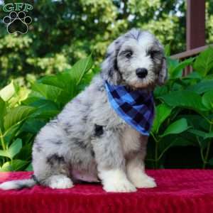 Blaze, Sheepadoodle Puppy