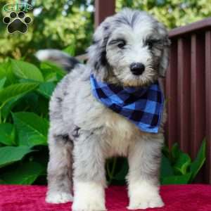 Blaze, Sheepadoodle Puppy