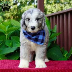 Blaze, Sheepadoodle Puppy