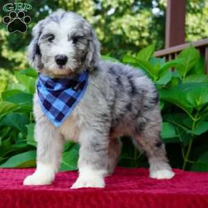 Blaze, Sheepadoodle Puppy