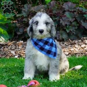 Blaze, Sheepadoodle Puppy