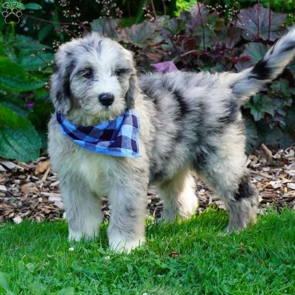 Blaze, Sheepadoodle Puppy