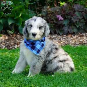 Blaze, Sheepadoodle Puppy