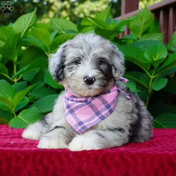 Lily, Sheepadoodle Puppy