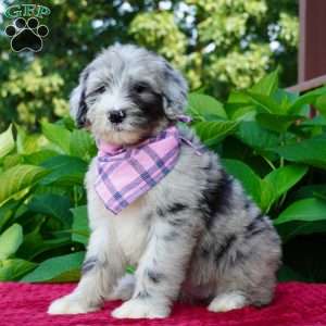 Lily, Sheepadoodle Puppy