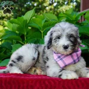 Lily, Sheepadoodle Puppy
