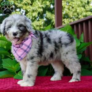 Lily, Sheepadoodle Puppy