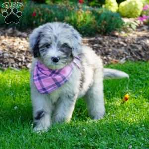 Lily, Sheepadoodle Puppy