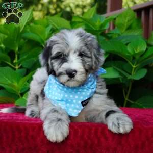 Murphy, Sheepadoodle Puppy