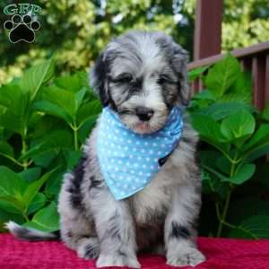 Murphy, Sheepadoodle Puppy